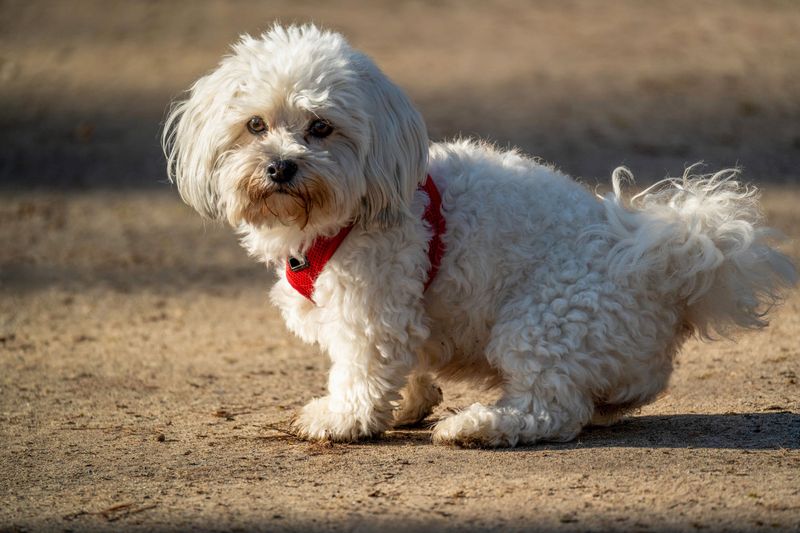 Maltese: Small Frame, Bold Spirit