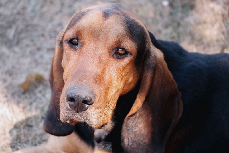Black and Tan Coonhound: Two Dogs in One Coat