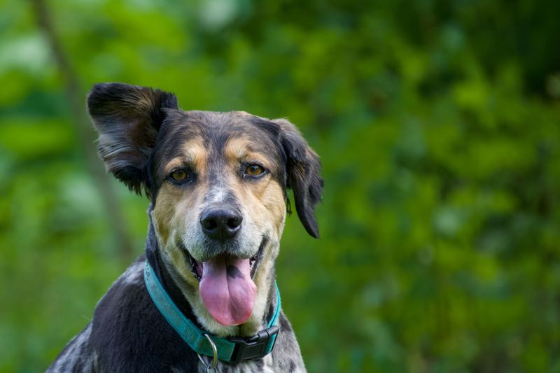 Keep A Recent Photo Of Your Dog