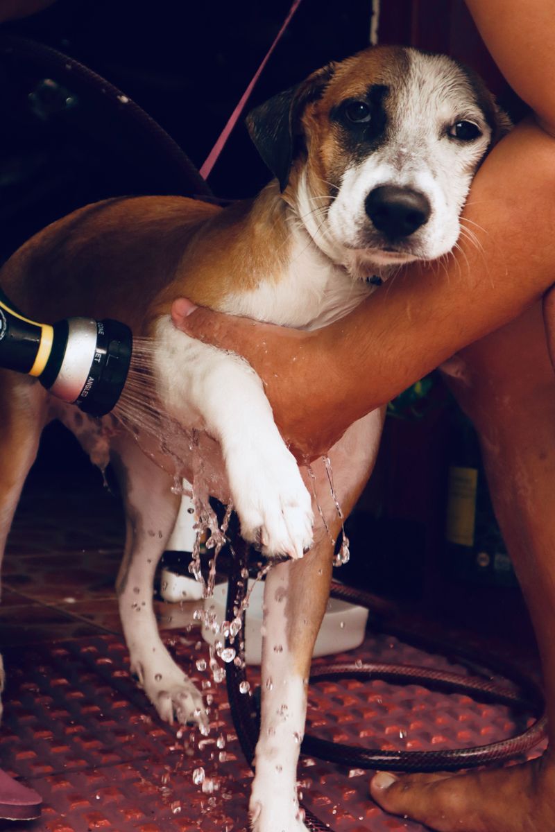 Know What to Do if Your Dog Gets Too Close