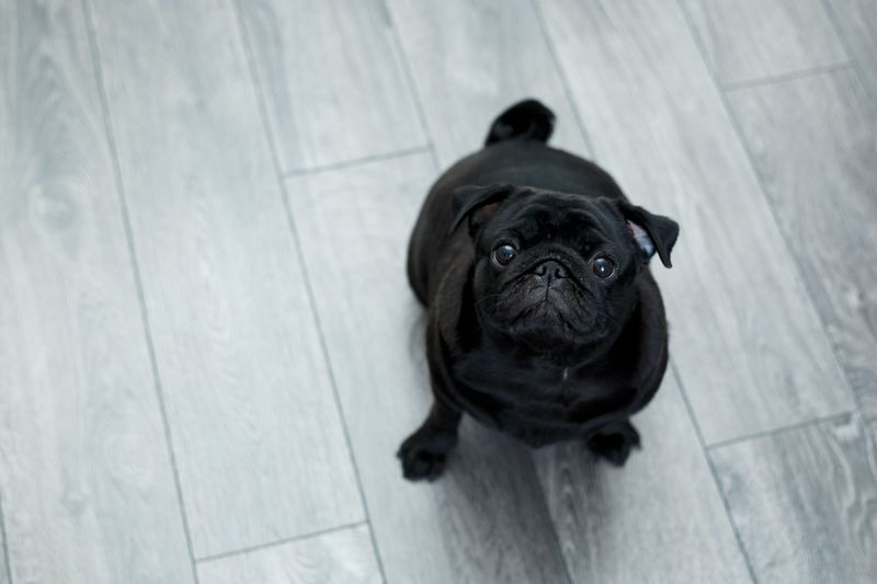 Flat-Faced Breeds Play By Different Rules