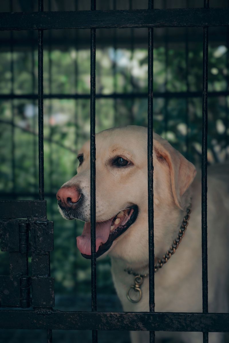 A Declared Dangerous Dog Cannot Be Left Loose Outside