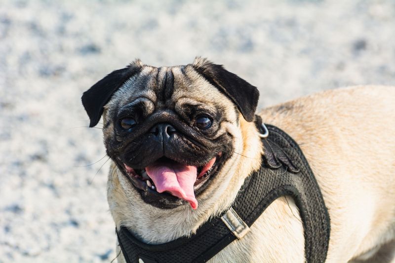 Flat-Faced Breeds Need A Gentler Plan