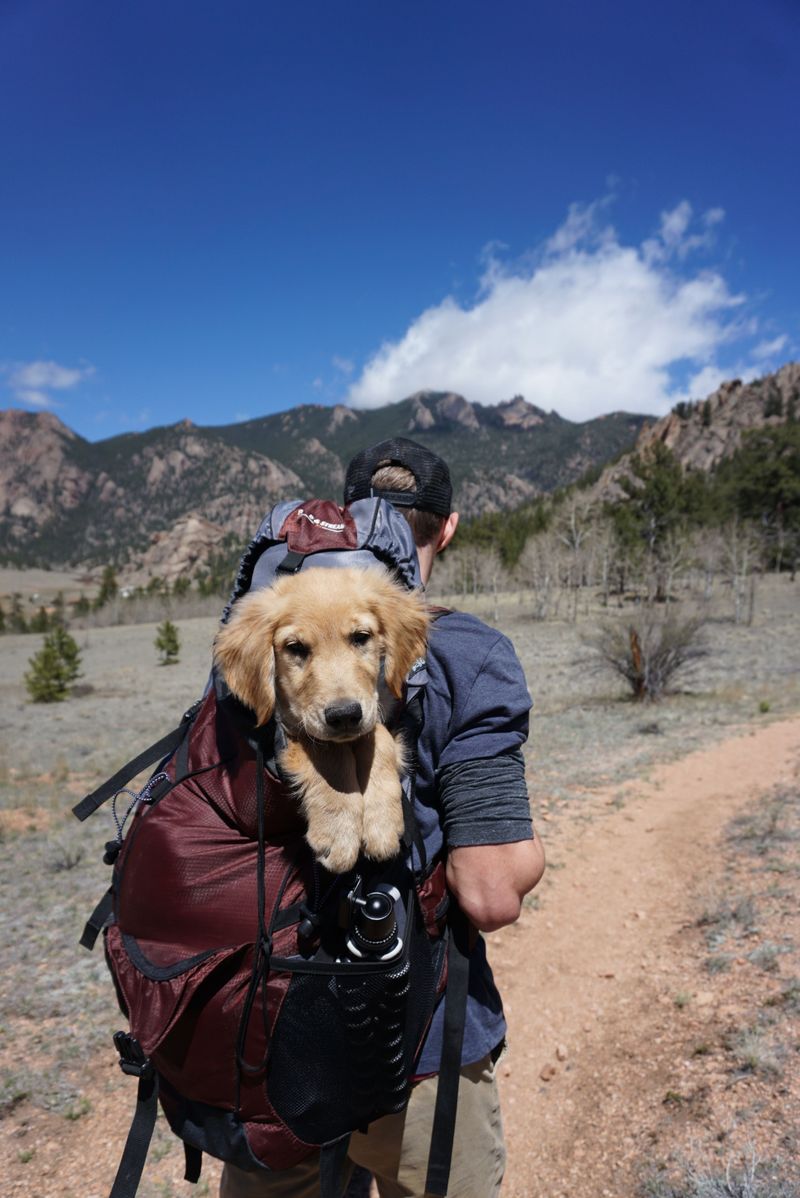 Puppies, Seniors, and Fitness Levels