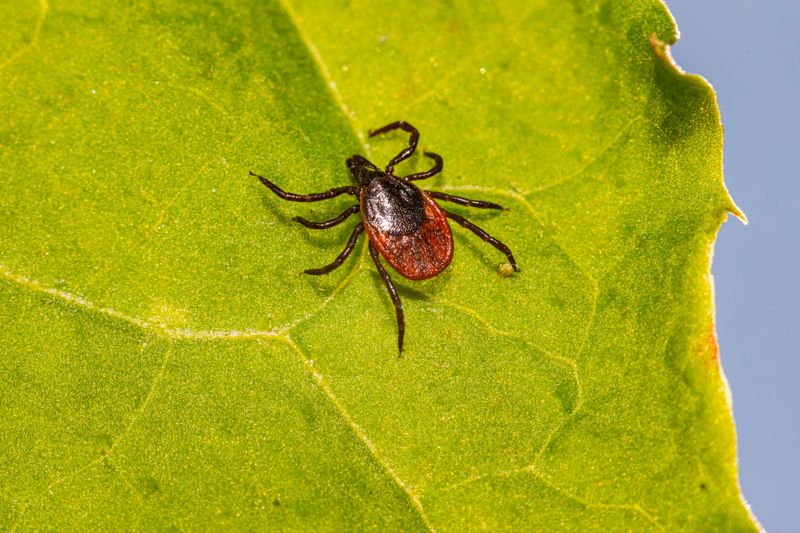 Rocky Mountain Spotted Fever from Infected Ticks