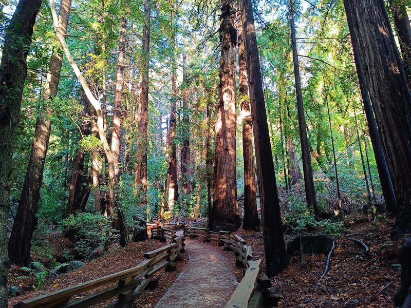 Pfeiffer Big Sur State Park