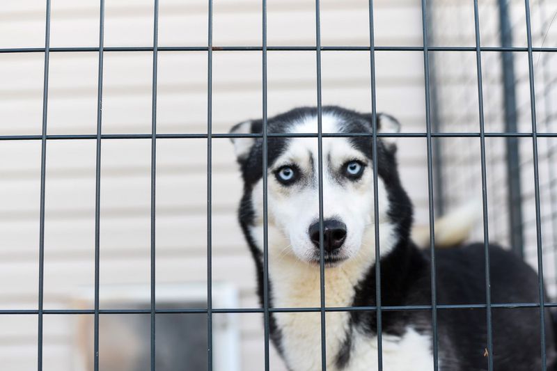 Adopted Dogs Need Rabies Coverage Before Going Home