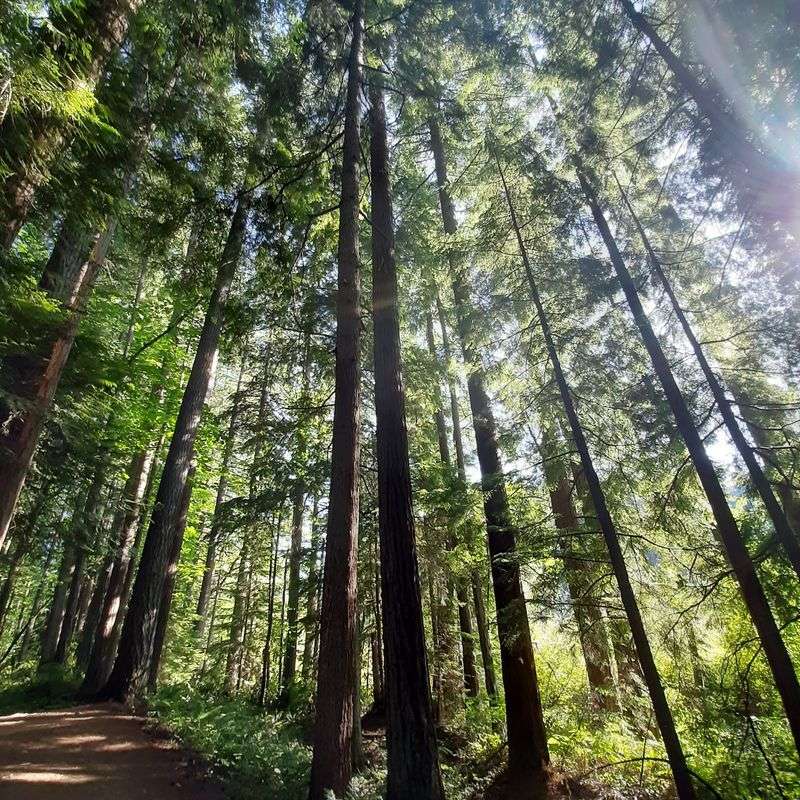 Take A Woodland Walk At Millersylvania