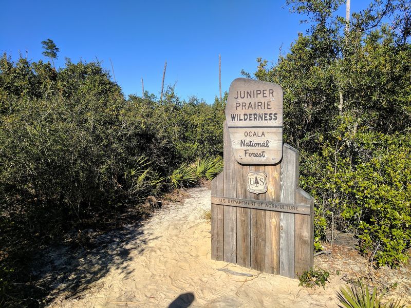 Explore Juniper Prairie Wilderness in Ocala National Forest