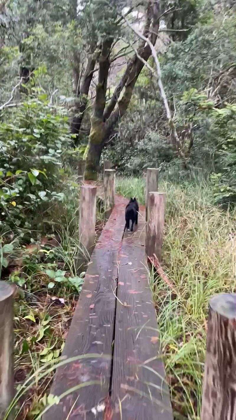 Hike from Alder Dune to the Oregon coast