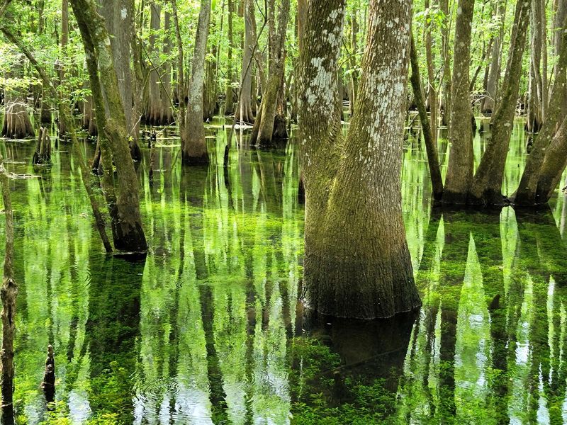 Explore the trails at Manatee Springs State Park