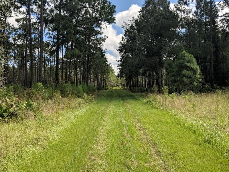 Explore pine flatwoods at Colt Creek State Park