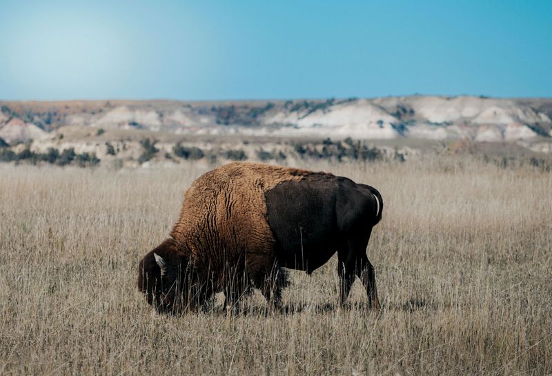 Backcountry and Sage Creek Wilderness Are Closed to Pets