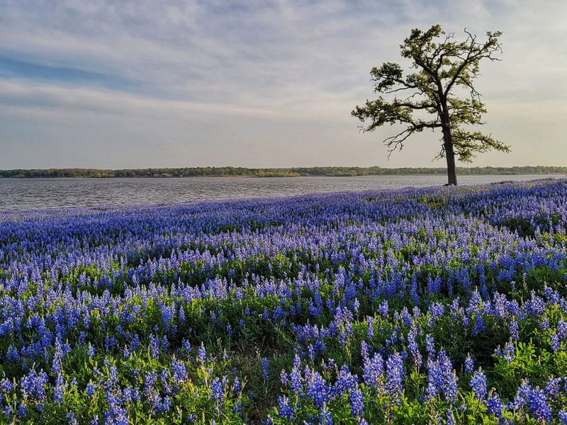 Lake Somerville State Park & Trailway, Somerville