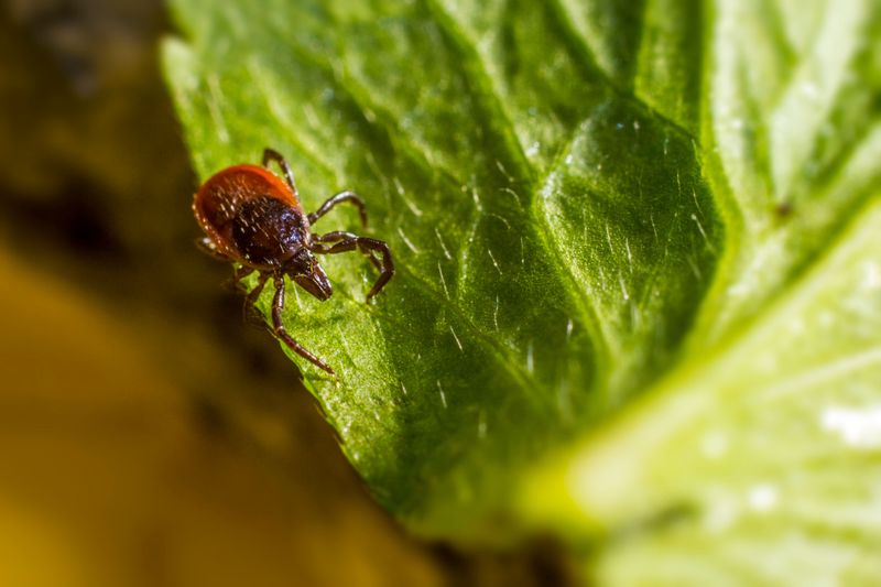 Illnesses Local Ticks Can Carry