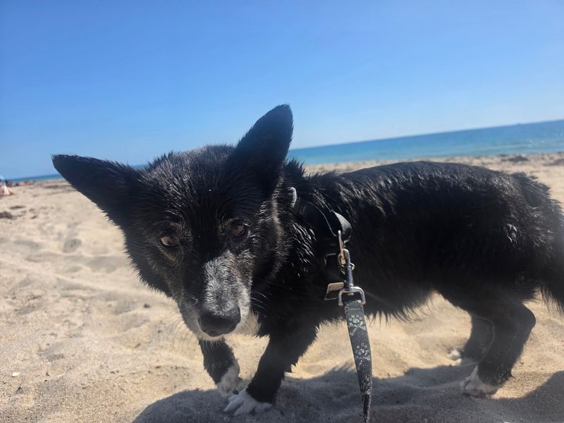 Canine Beach - Fort Lauderdale