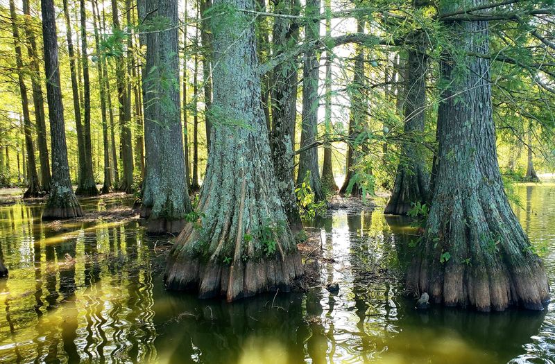Trap Pond State Park, Laurel