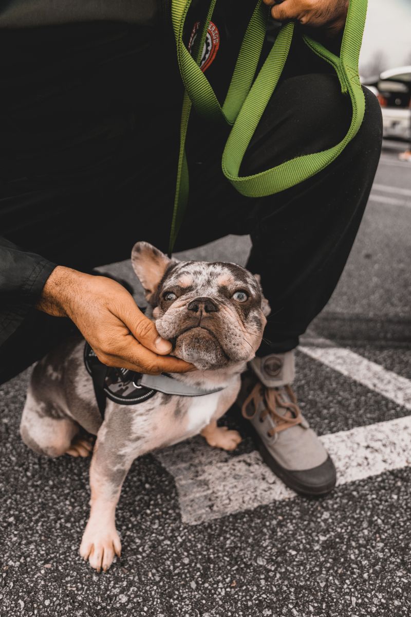 Selling or Giving Away Dogs in Public Spaces Is Now Illegal