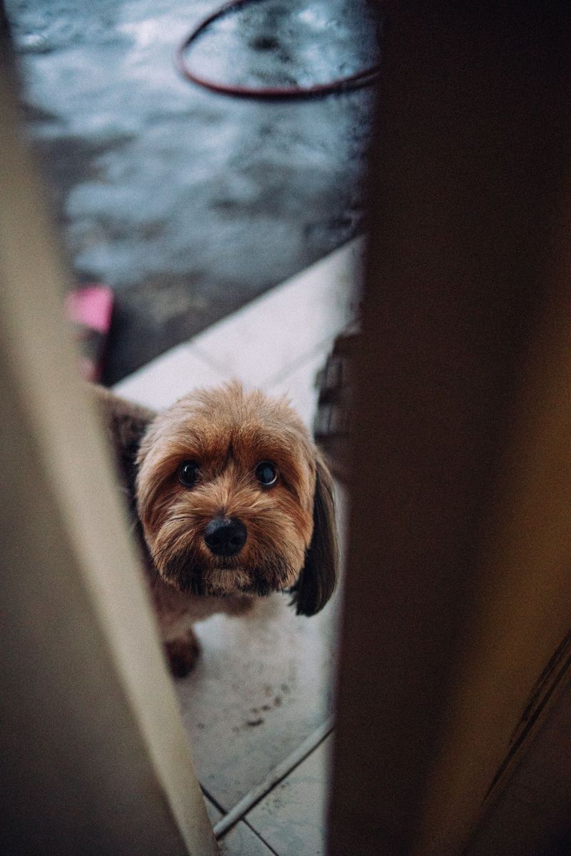 Hiding a Dog From Rabies Rules Is a Criminal Offense