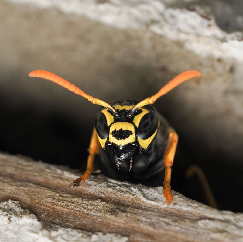 Yellowjackets