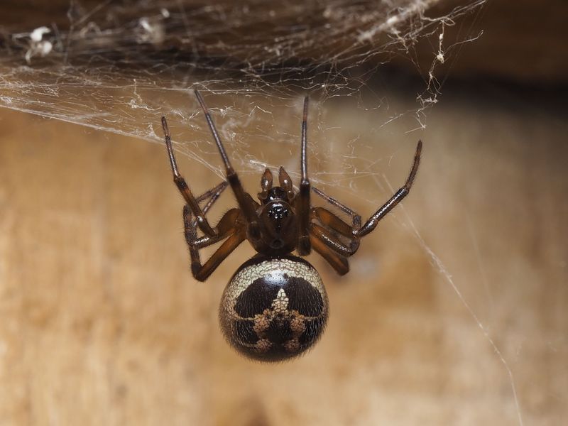 Black Widow Spiders