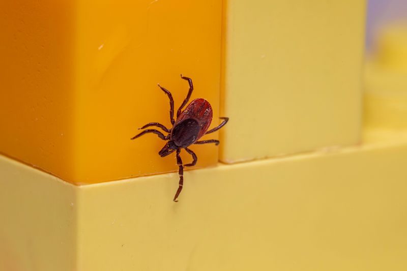 Flea and Tick Prevention Is Basically a Year-Round Job