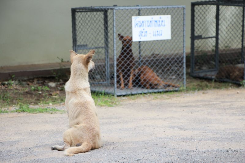 Loose Dogs Can Be Picked Up and Impounded
