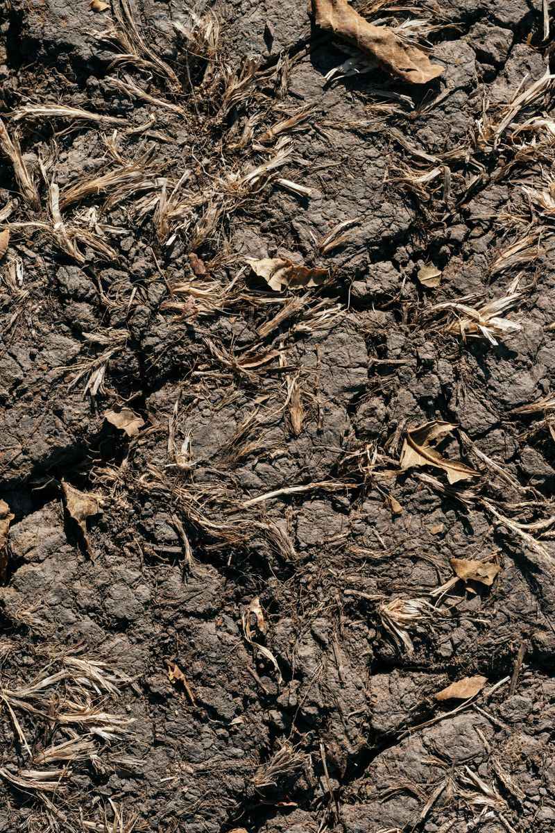 Why New Mexico's Dry Landscape Can Be A Concern