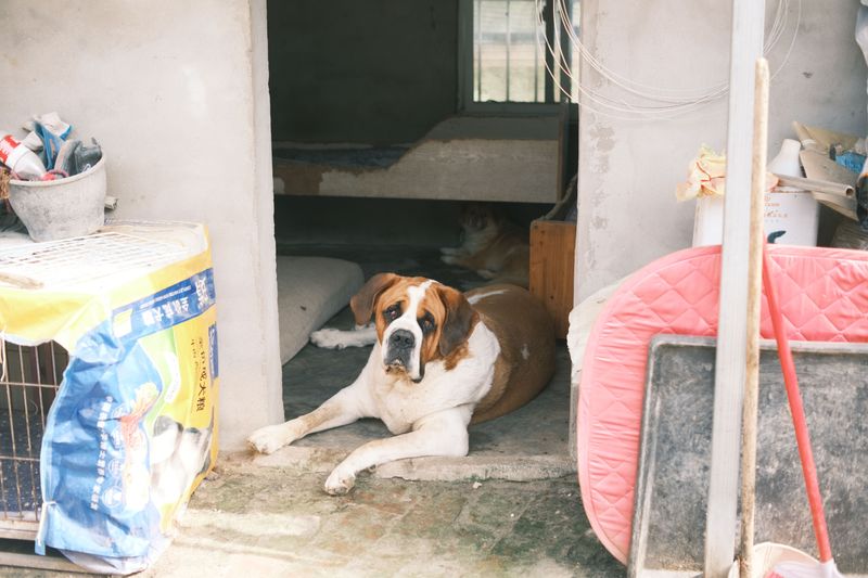 Rehearse the Trip to Shelter, Treats Included