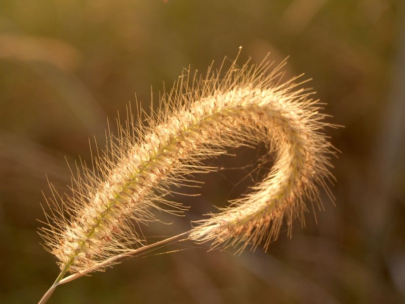 Why Grass Awns Can Be More Dangerous