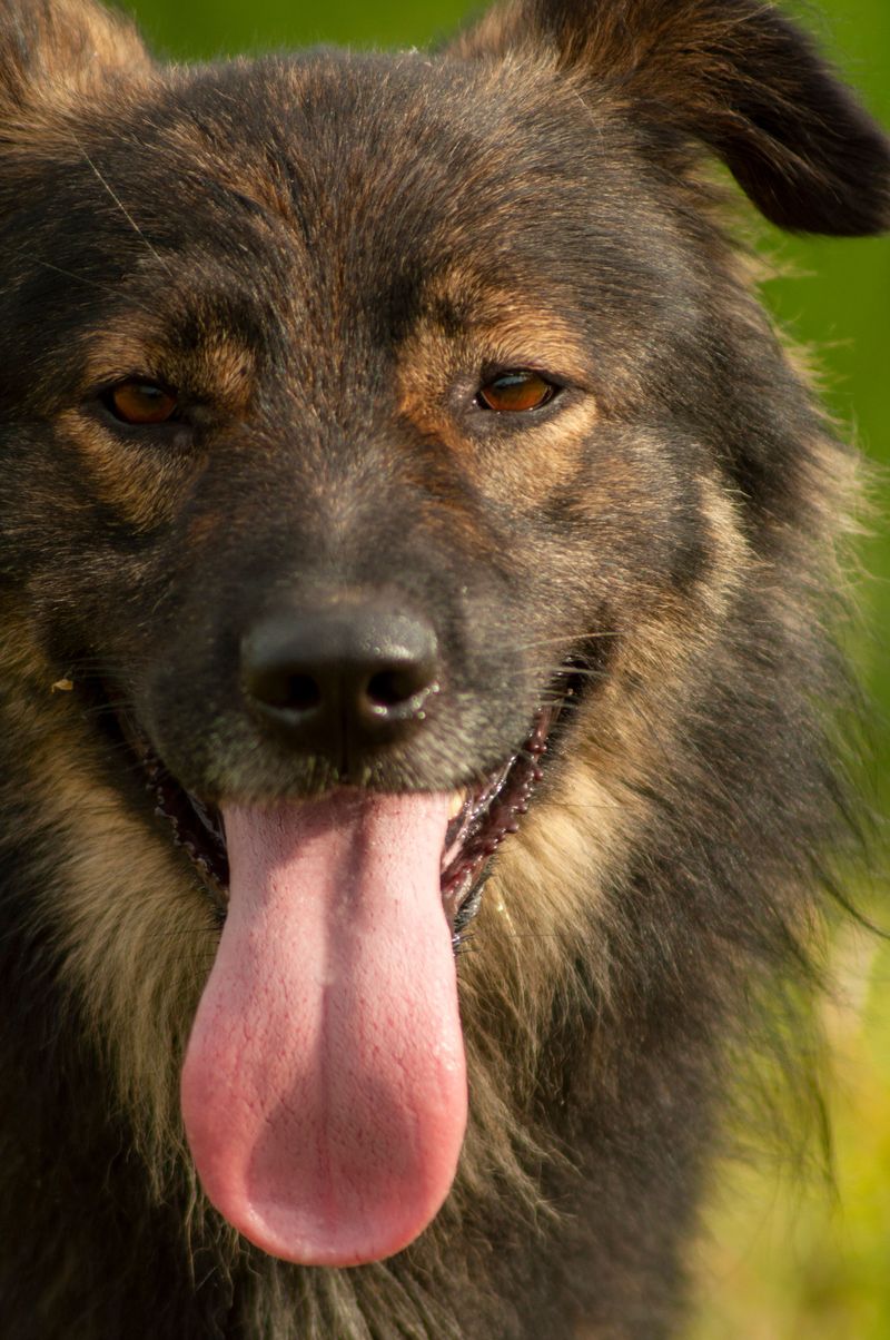 Panting Loses Its Power When The Air Is Already Wet