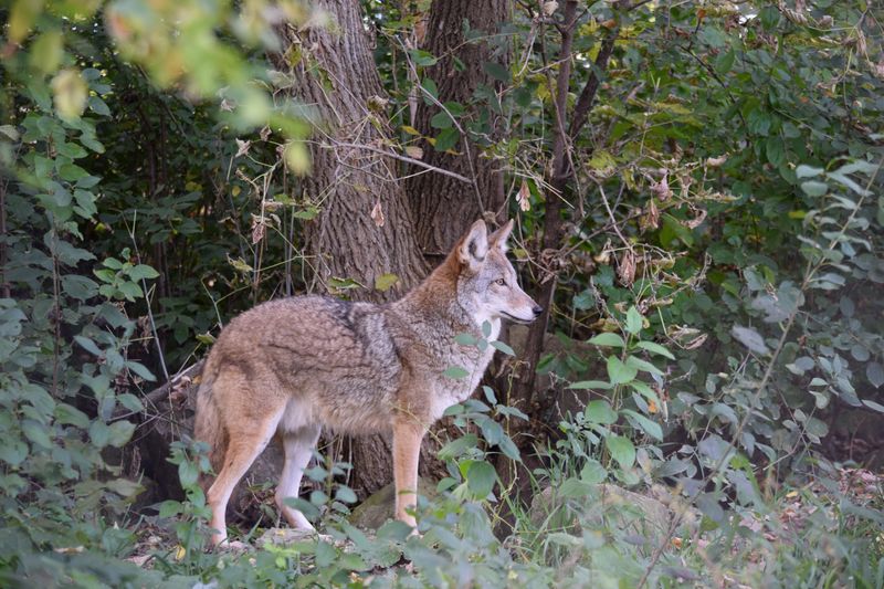 Stay Calm When You First Spot A Coyote