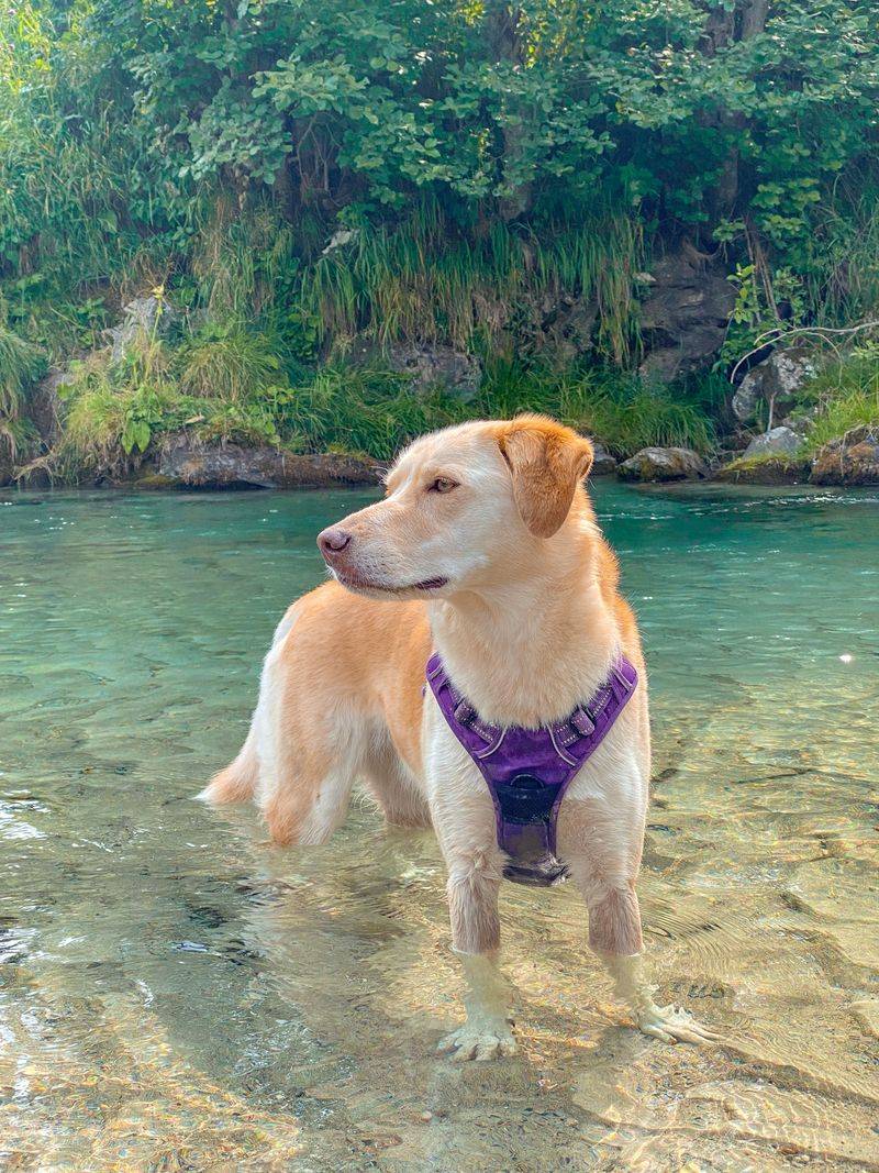 Pick a River That Fits Your Dog