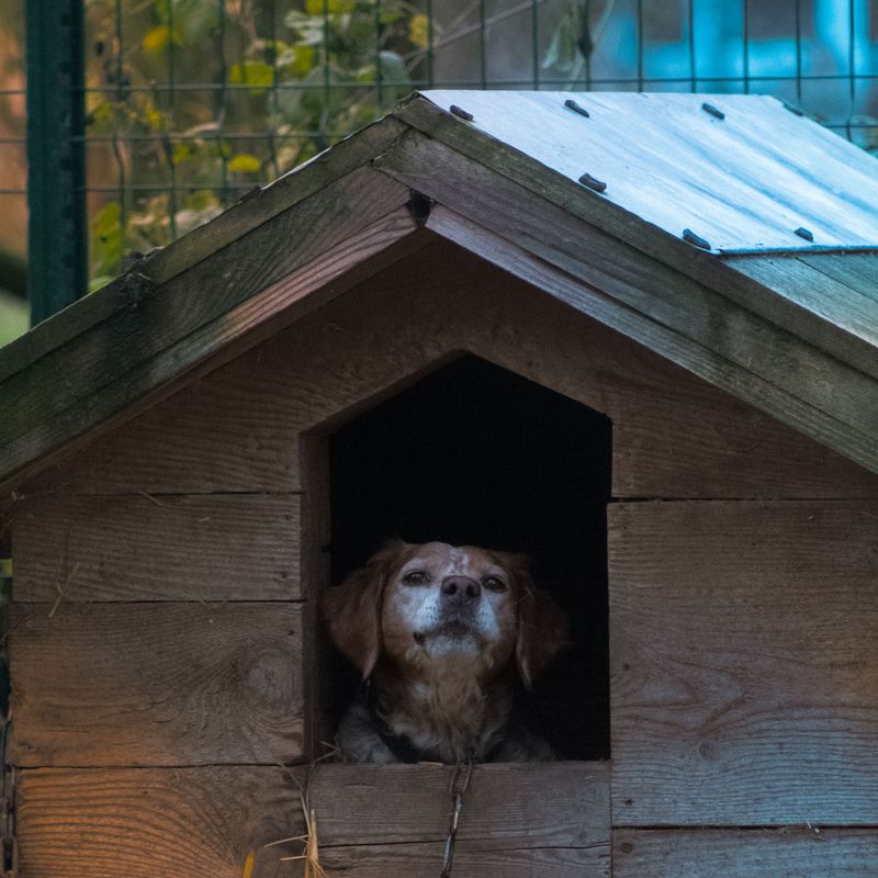 A Warning Means Your Dog Heads to Shelter Right Now