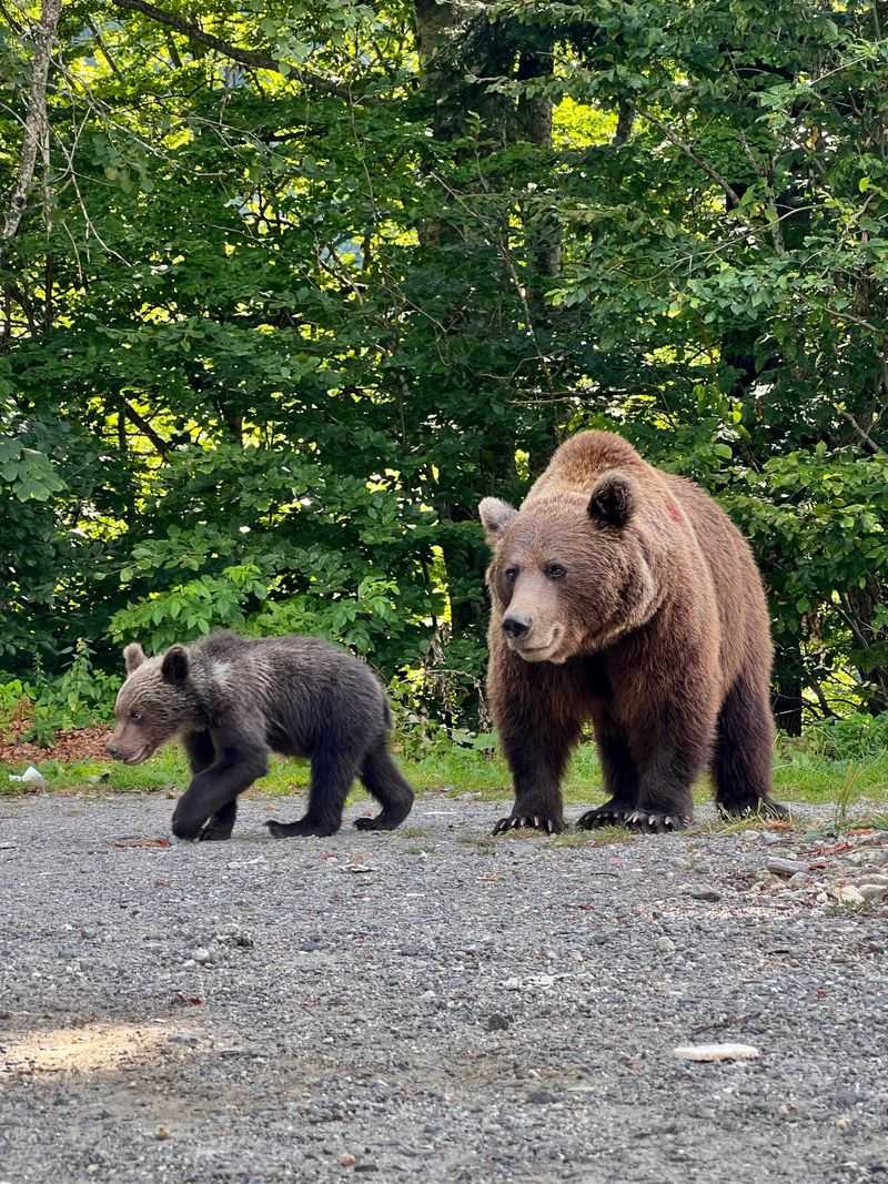 Cubs Mean It Is Time to Turn Around