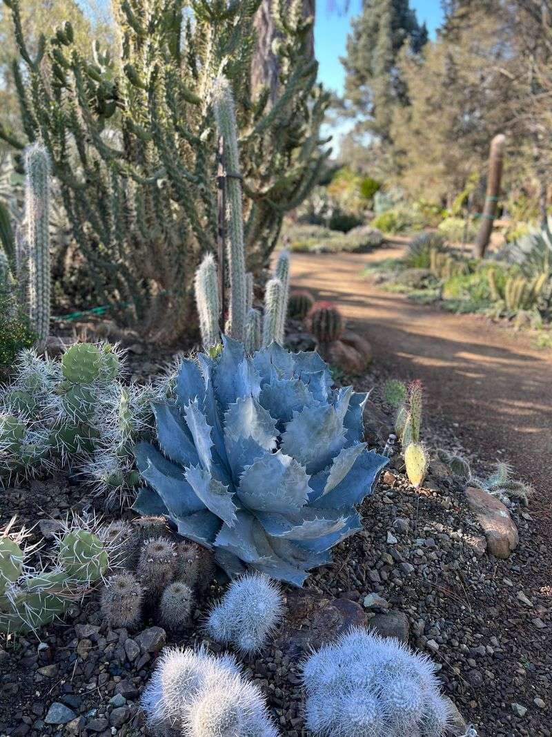 Ruth Bancroft Garden - Walnut Creek