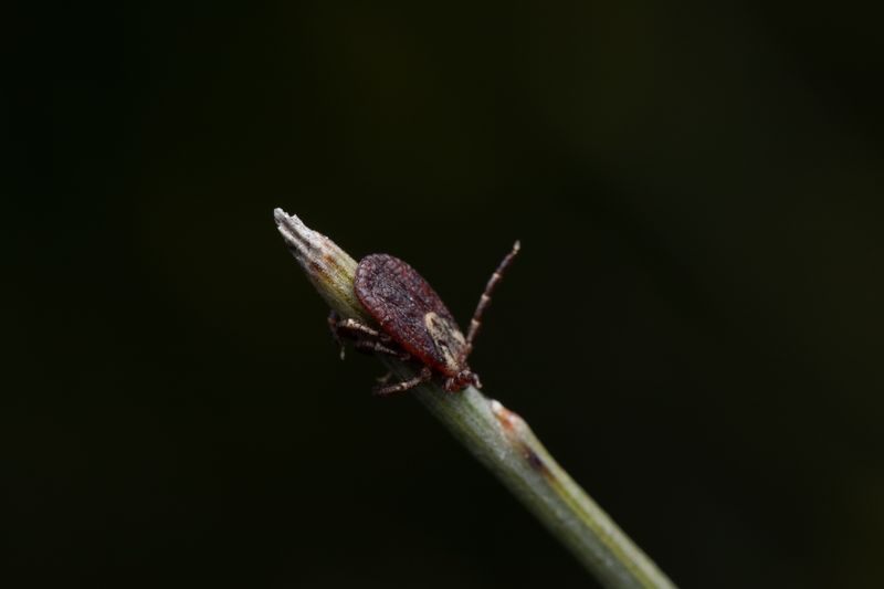 A Tick May Be Crawling Before Biting