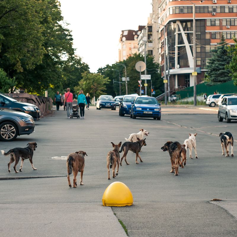 Loose Dogs Can Be Seized And Impounded