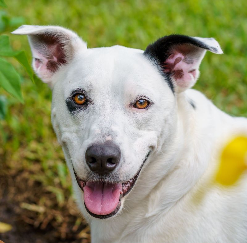 Not Every Emergency Shelter Accepts Pets