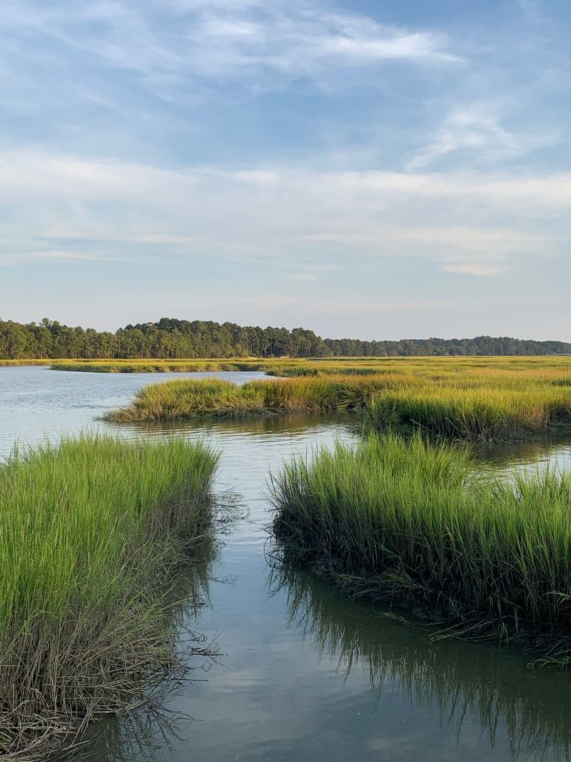 South Carolina's Coastal Wildlife Deserves Extra Caution