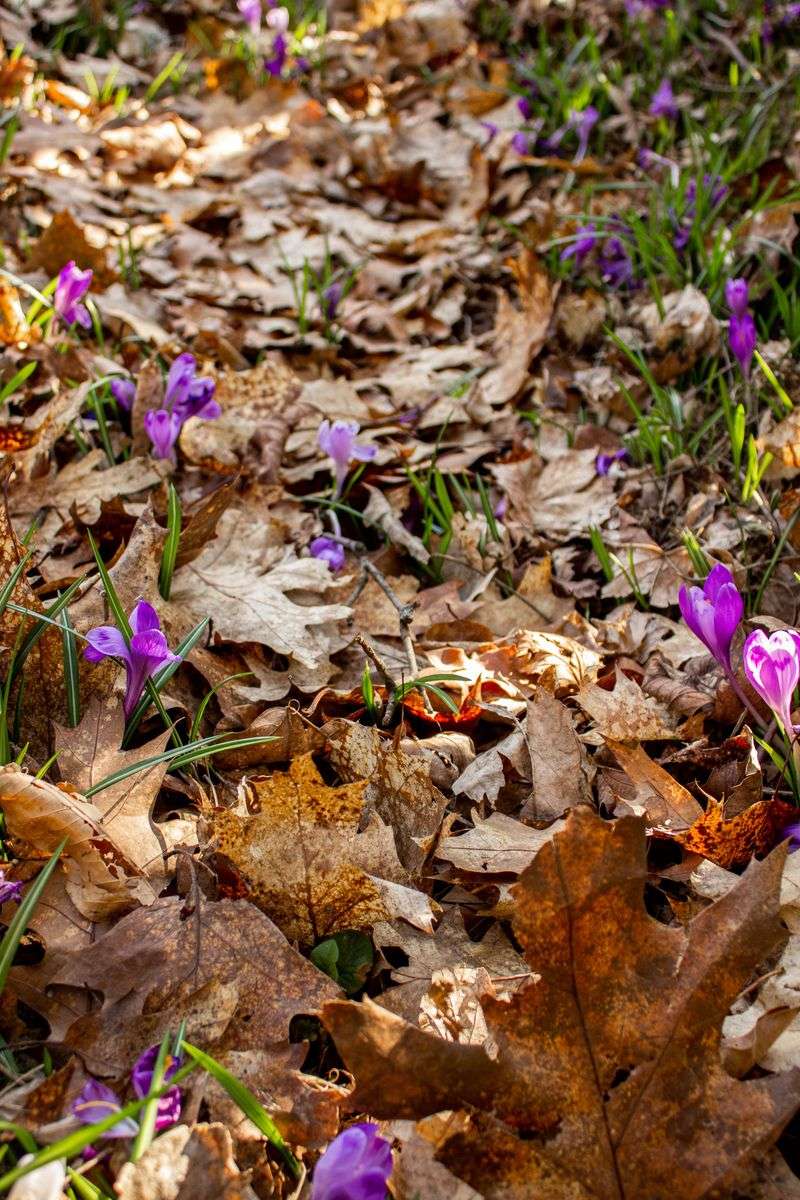 Autumn Crocus