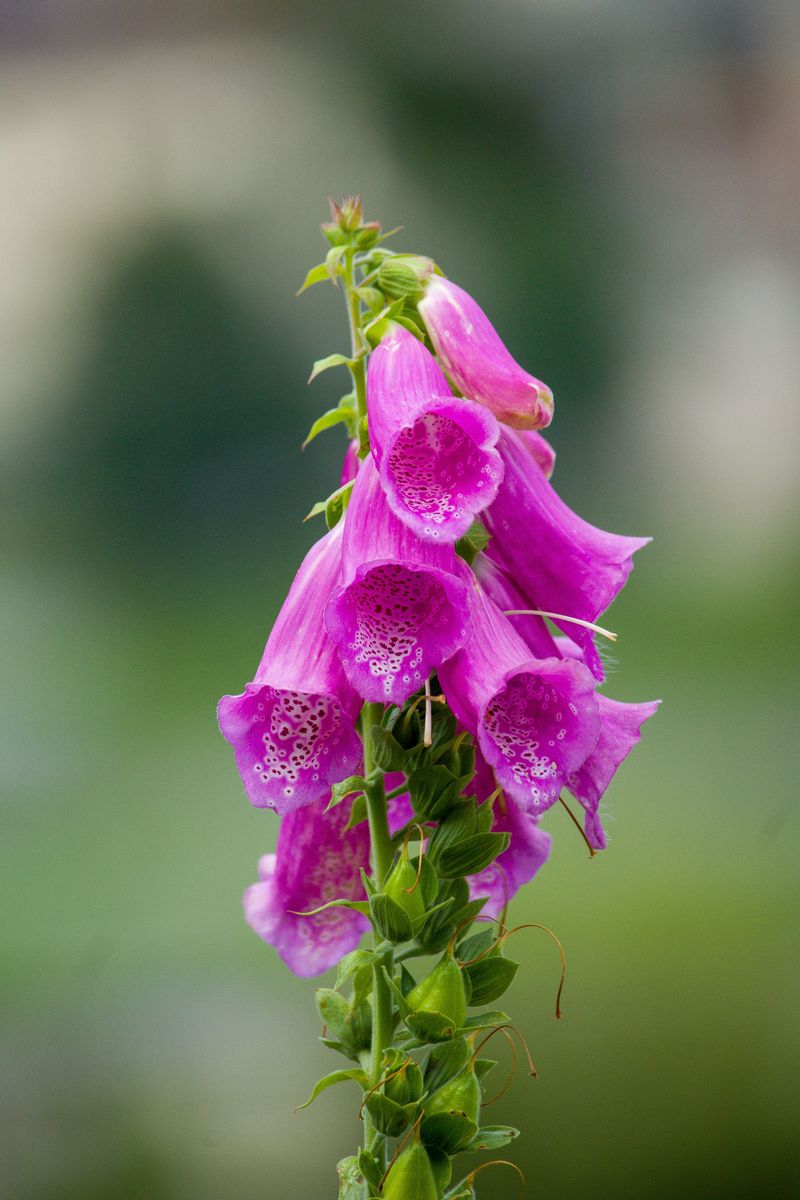 Foxglove