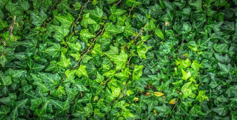 English Ivy