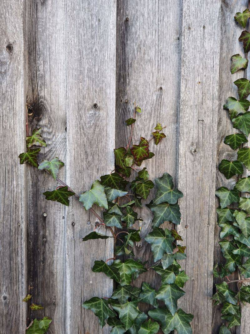 English Ivy