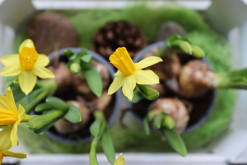Daffodils Bring Spring Color With a Catch