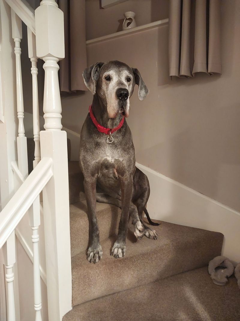Great Dane
