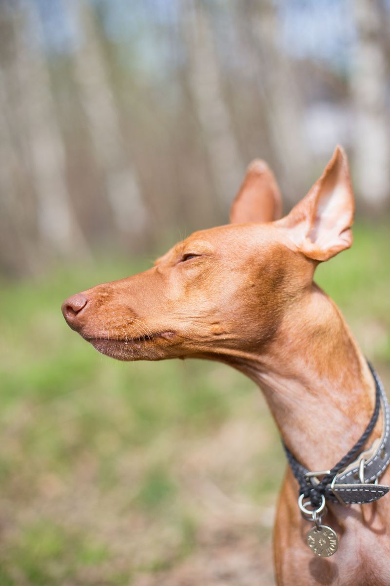 Pharaoh Hound