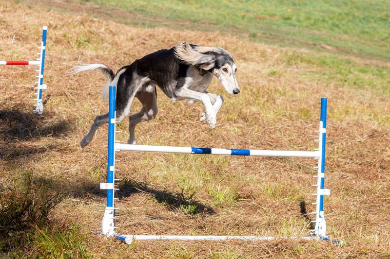 Saluki