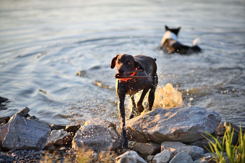 German Shorthaired Pointer for Busy Days