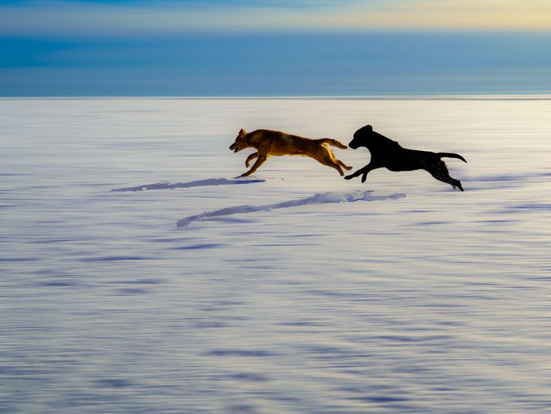Your Dog's Weight Is Not the Only Concern